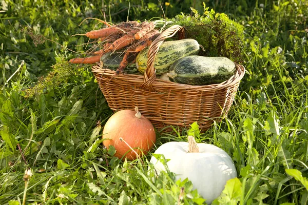 Klapperkorb mit Gemüsemark auf einem Gras — Stockfoto