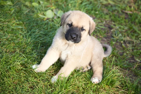 Puppy van de Spaanse mastiff op een gras — Stockfoto