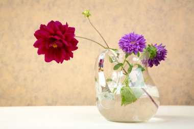 Aster ve Şakayık, cam sürahi