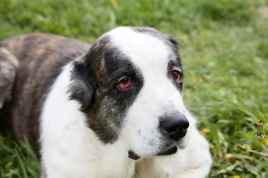 güzel alabai Orta Asya çoban köpeği bir çim karşı