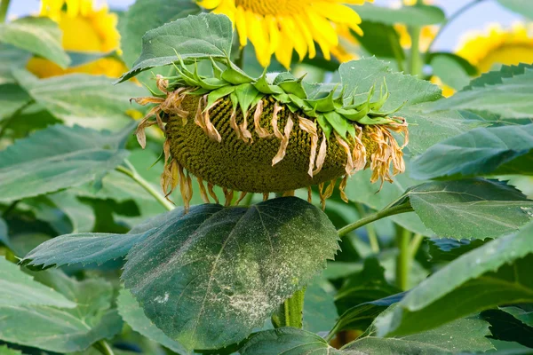 kurutulmuş ayçiçeği