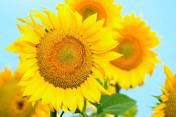 stock image Sunflowers