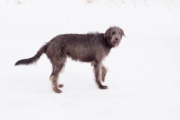 Wolfhound irlandés — Foto de Stock