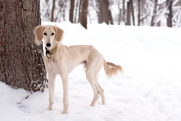 雪の中でサルーキ子犬 — ストック写真