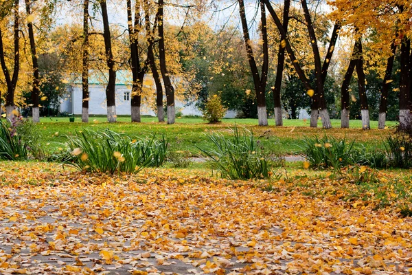 Căderea frunzelor — Fotografie, imagine de stoc