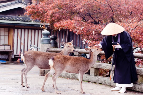 Buddhist monk and two deers — Stock Photo, Image
