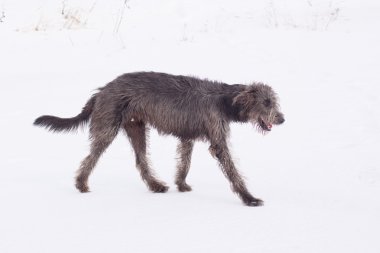 İrlandalı wolfhound