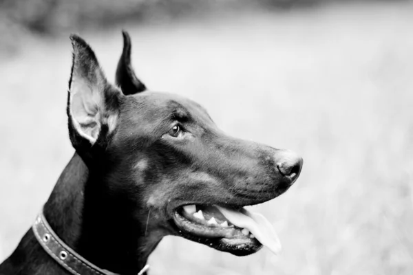 ドーベルマン犬の肖像画 — ストック写真