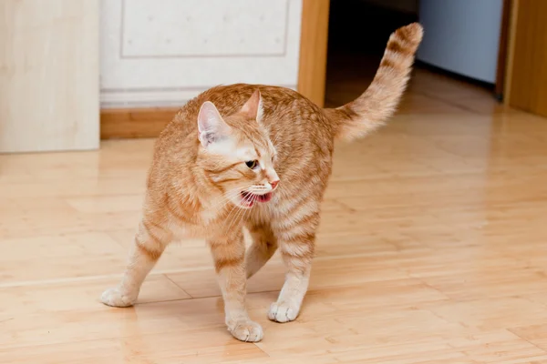 Zencefil tekir kedi — Stok fotoğraf