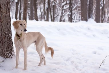 Saluki yavru karda