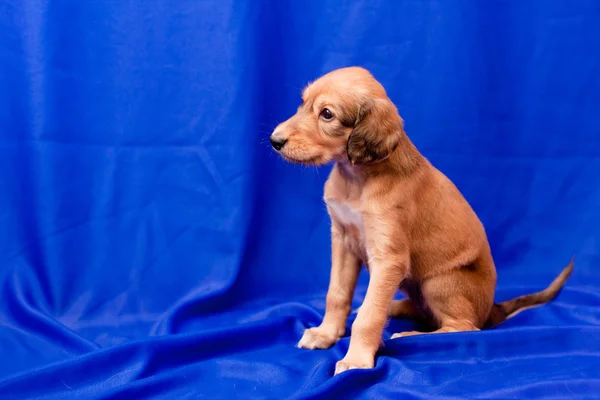 Салукийский щенок — стоковое фото