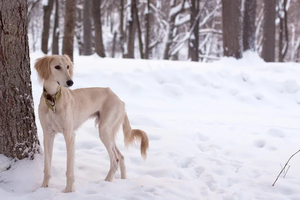 雪の中でサルーキ子犬 — ストック写真