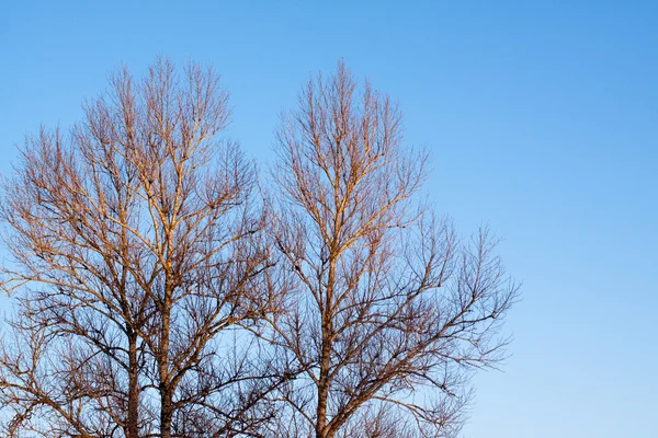 stock image Winter trees