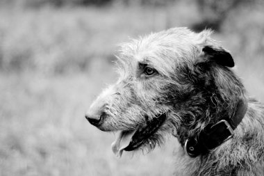 Portrait of irish wolfhound