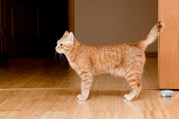 Imbir kot Mora — Zdjęcie stockowe