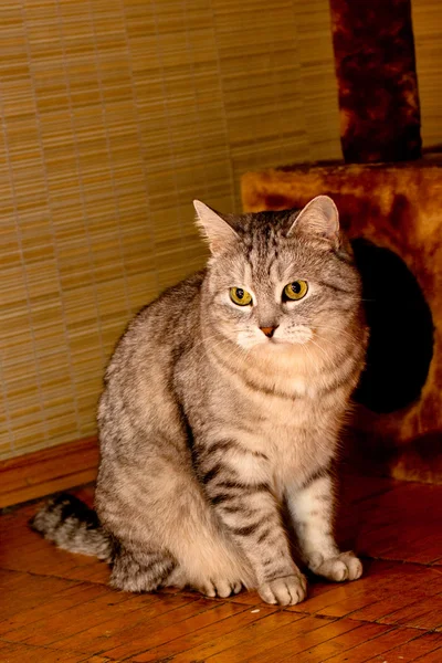 Crey кішка таббі — стокове фото