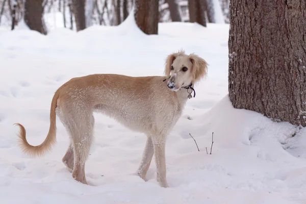 Segugio cucciolo nella neve — Foto Stock
