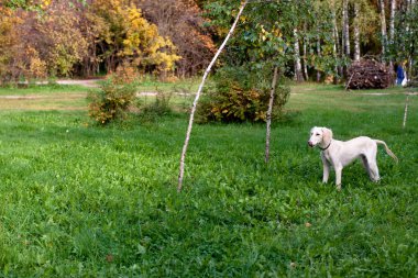 ayakta köpek yavrusu