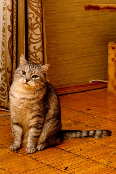 Crey tekir kedi — Stok fotoğraf