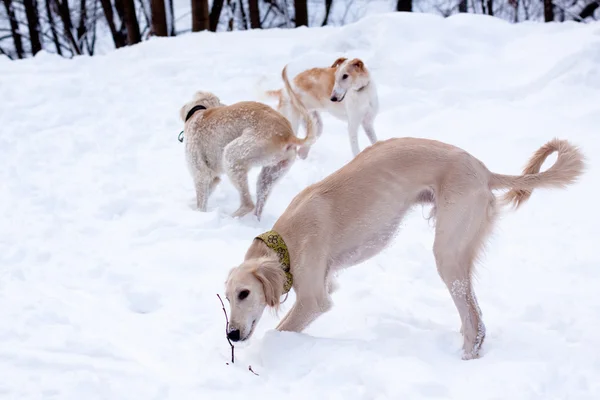 Cachorros de caza en la nieve —  Fotos de Stock