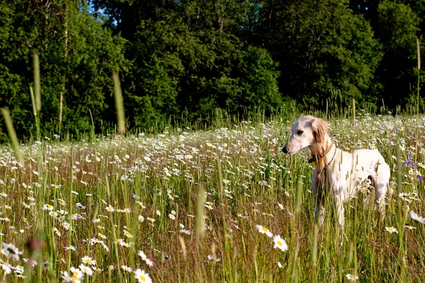波斯猎犬和鲜花 — 图库照片