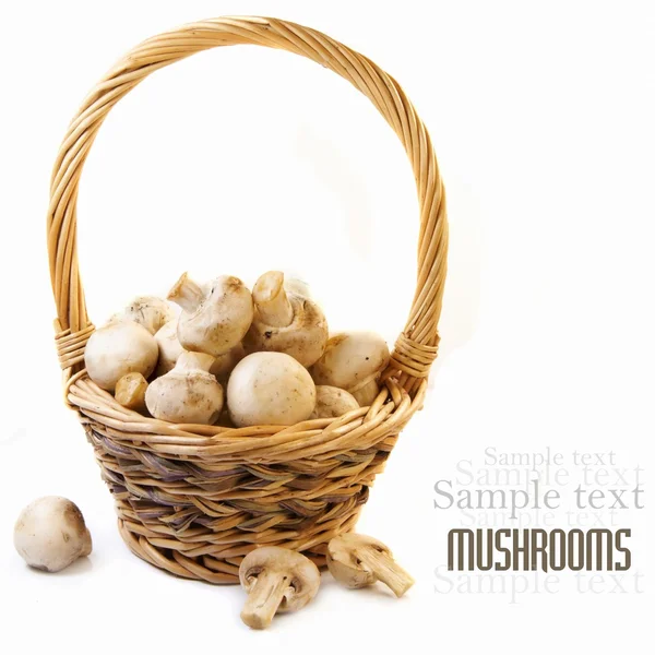 stock image Mushrooms