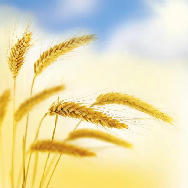 Piękny kwiatowy border.wheat. — Zdjęcie stockowe