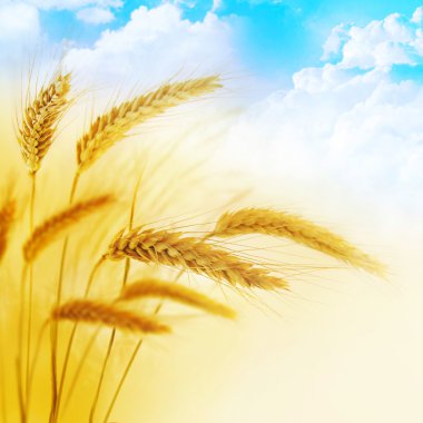 Wheatfield clipart