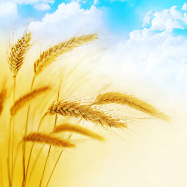 stock image Wheatfield