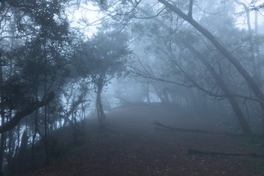 Misty scary forest in fog clipart