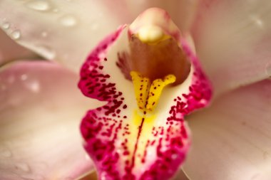 Orchid (Orchidáceae) close up