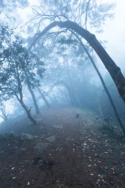 Misty scary forest in fog clipart