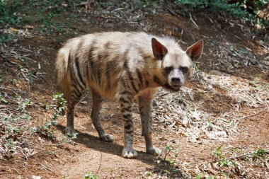 Striped hyaena clipart