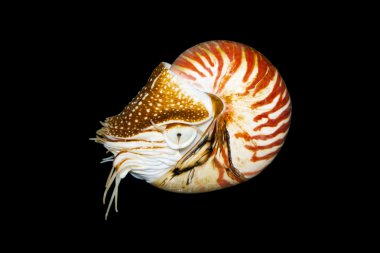 Chambered Nautilus (Nautilus pompilius) isolated clipart