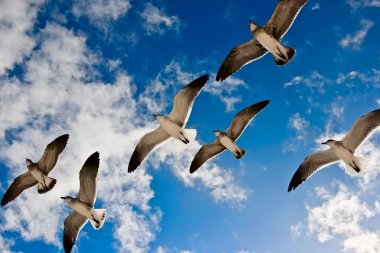 Seagulls flying clipart