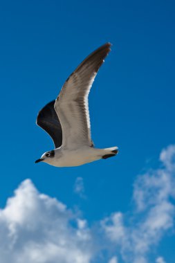 Seagull flying clipart