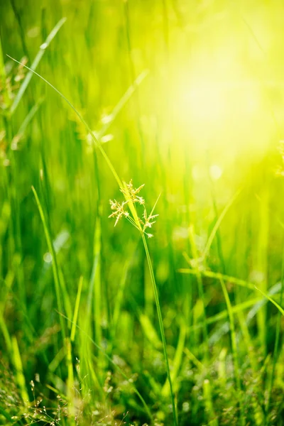 Grönt gräs - kort skärpedjup — Stockfoto