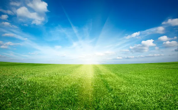 Sol al atardecer y campo de hierba fresca verde bajo el cielo azul —  Fotos de Stock