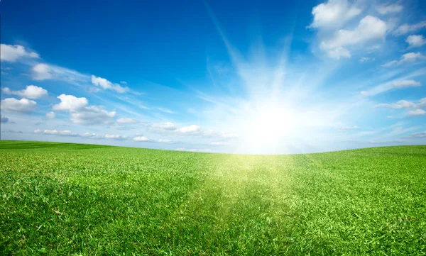 Sol al atardecer y campo de hierba fresca verde bajo el cielo azul — Foto de Stock
