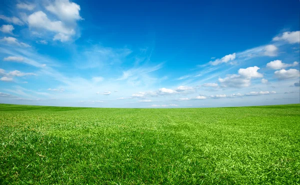 Campo de hierba fresca verde bajo el cielo azul — Foto de Stock