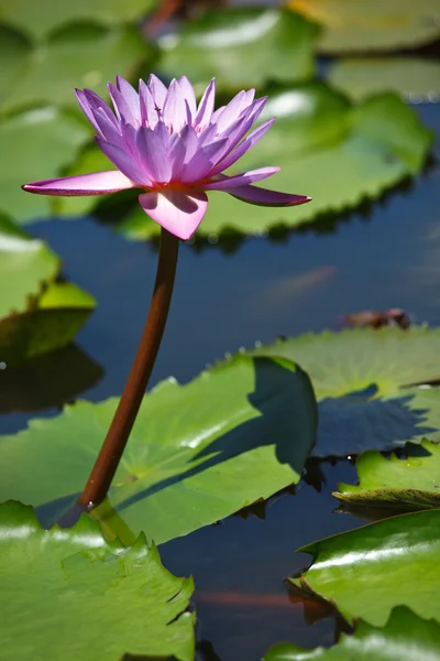 Fioletowy lotos — Zdjęcie stockowe