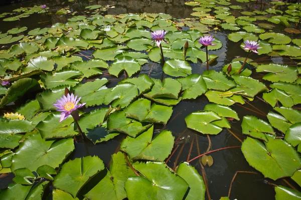 Purple lotuss — Stock Photo, Image