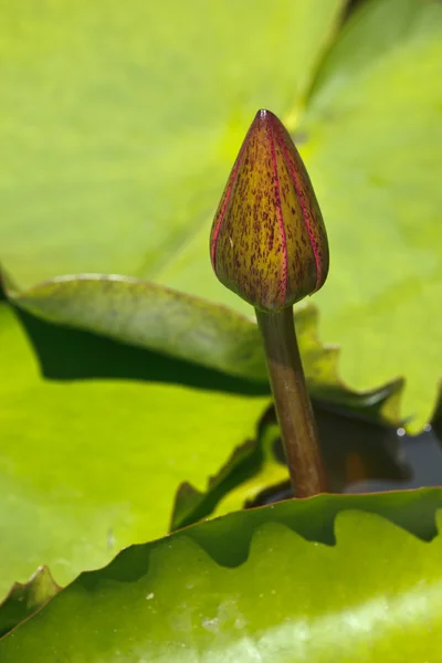 Lotus bud — Stockfoto