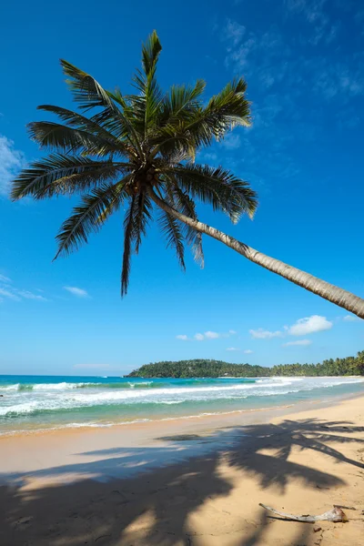 Plage idyllique avec palmier. Sri Lanka — Photo