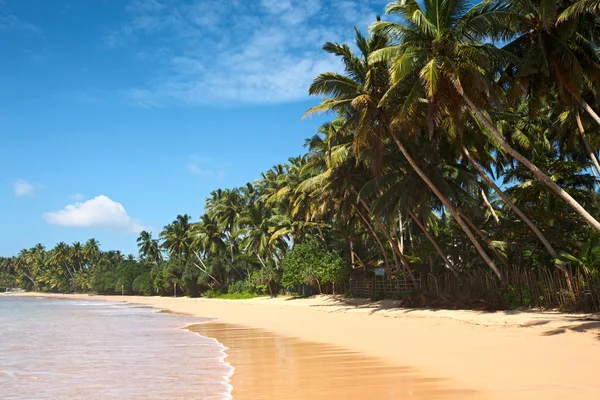 Идиллический пляж. Шри-Ланка — стоковое фото