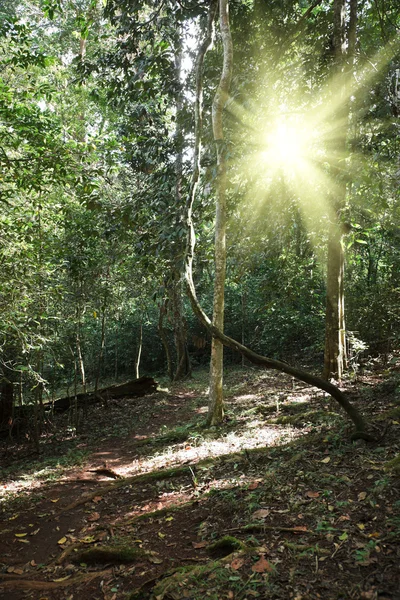 Luz solar na floresta tropical da selva — Fotografia de Stock