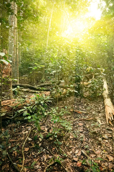 Luz solar en selva tropical — Foto de Stock