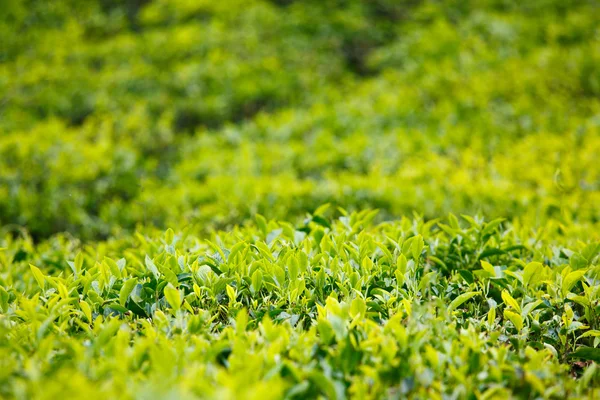 Bourgeon de thé et feuilles — Photo