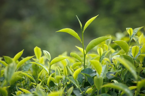 Brote de té y hojas — Foto de Stock