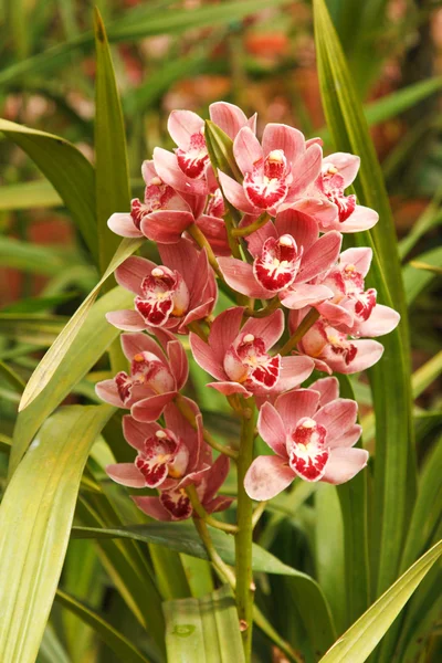 Orchid (Orchidáceae) close up — стокове фото